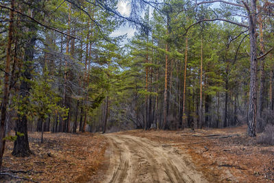 Road amidst trees in forest during autumn