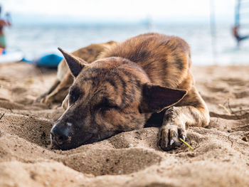 View of a dog relaxing on beach
