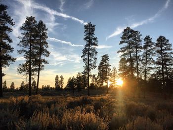 Scenic view of grassy field against sky at sunset