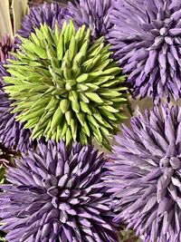 Close-up of fresh purple flowering plant
