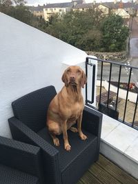 Dog looking away while sitting on seat