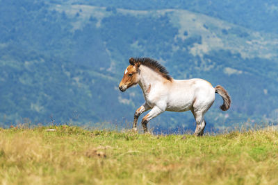 Side view of a horse on field