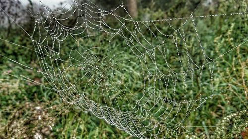 Close-up of spider web