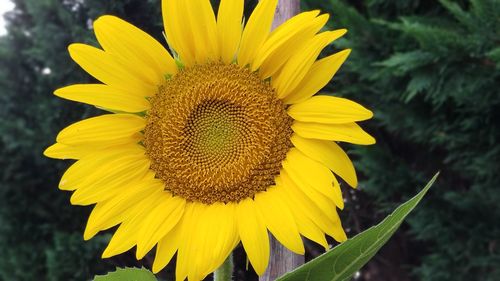 Close-up of sunflower