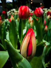 Close-up of red flowers blooming outdoors