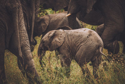 Elephant in a field