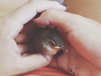 Midsection of person holding small bird