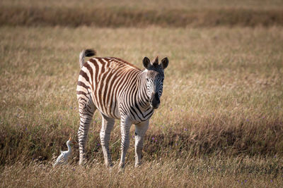 Zebras standing in a field