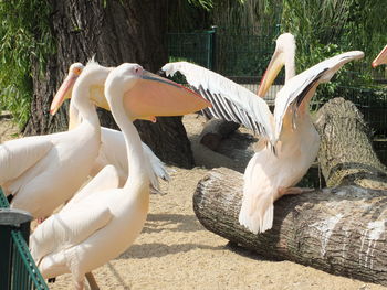 View of birds on land