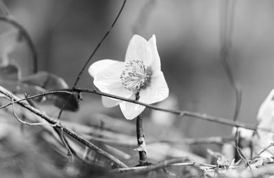 Close-up of flowering plant against blurred background