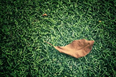 Close-up of autumn leaf on grass