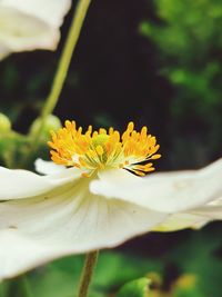 Close-up of yellow flowering plant