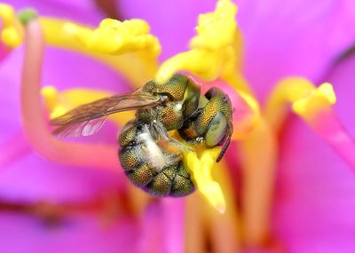 Close-up of bee pollinating on pink flower