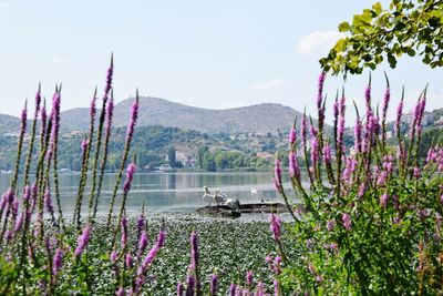 Scenic view of lake with mountains in background