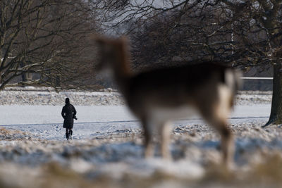 Deer standing on land during winter