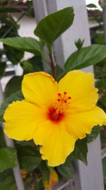 Close-up of yellow flower blooming outdoors