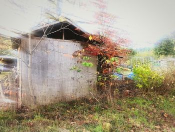 Plant growing in the background