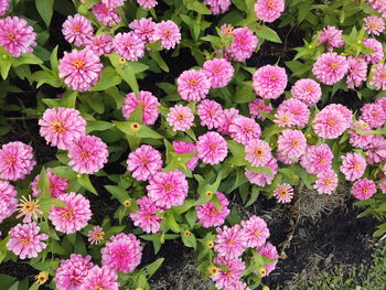 High angle view of pink flowering plants