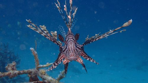 Close-up of starfish in sea