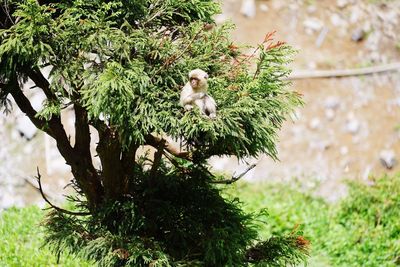 Close-up of bird perching on tree