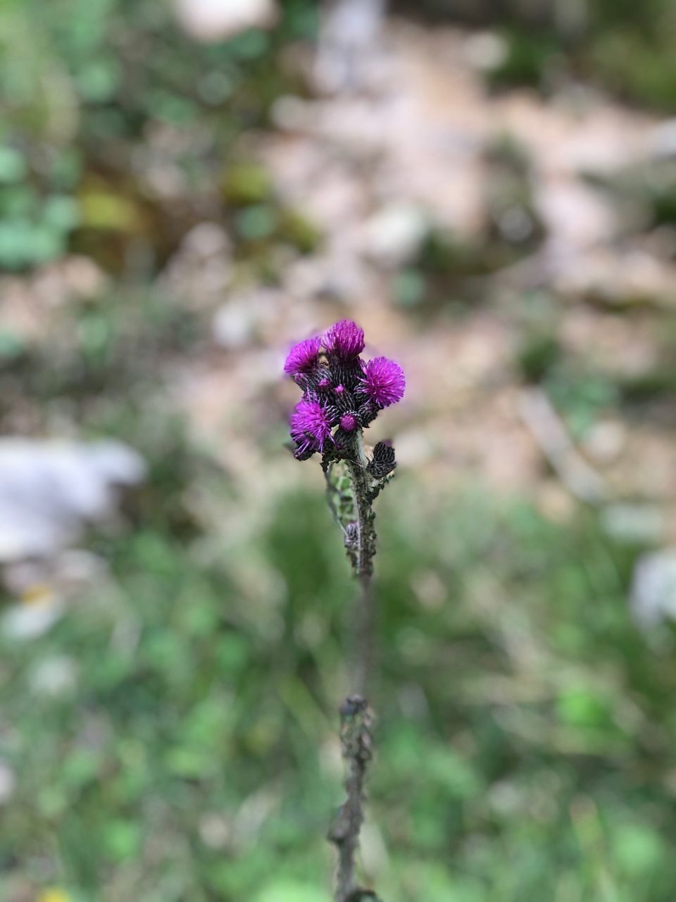 CLOSE UP OF PURPLE FLOWERING PLANT