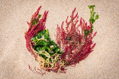 Close-up of leaf on sand