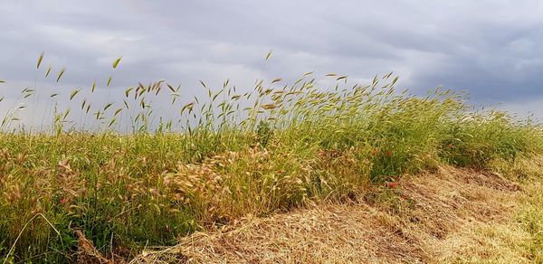 Plants growing on field against sky