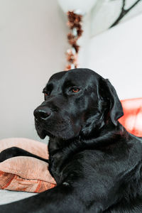 Close-up of a dog looking away