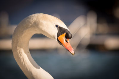 Close-up of swan