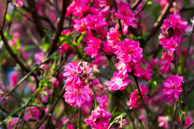 Close-up of pink flowers