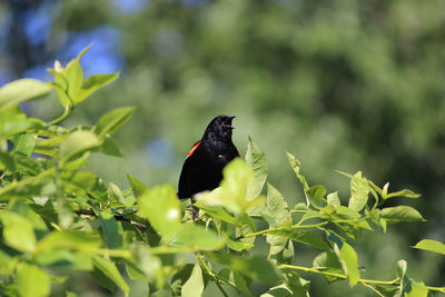 Bird perching on a flower