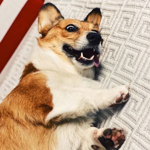 Portrait of dog relaxing on paper