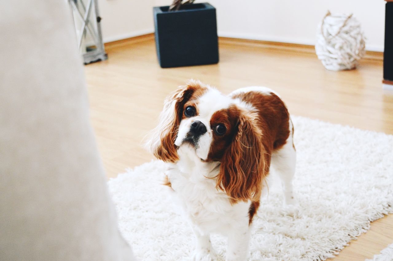 domestic animals, pets, indoors, animal themes, mammal, one animal, dog, home interior, portrait, looking at camera, relaxation, domestic cat, flooring, sitting, high angle view, cat, home, table, full length, no people