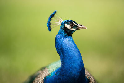 Close-up of peacock