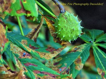 Close-up of insect on leaves