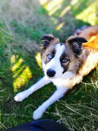 Close-up portrait of dog