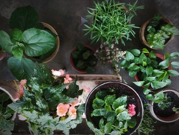 High angle view of potted plants on table