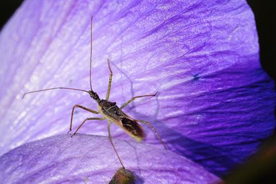 Close-up of insect on flower