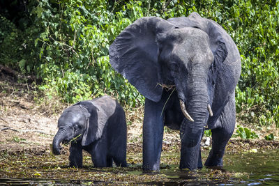 Elephant in a forest