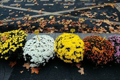 Fallen leaves on road