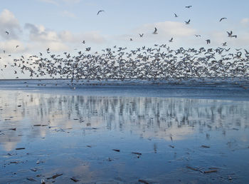 Birds flying over sea against sky