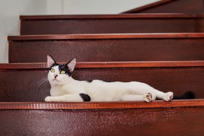 White cat lying on the stairs