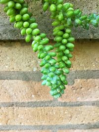 Close-up of grapes