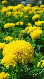 Close-up of yellow marigold flowers blooming in field