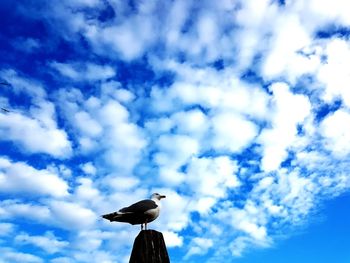 Low angle view of seagull perching on a bird