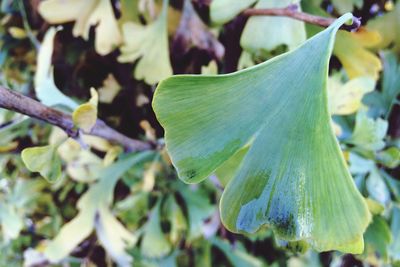 Close-up of plant