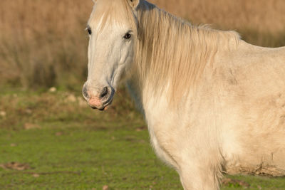 Portrait of white horse looking at camera,