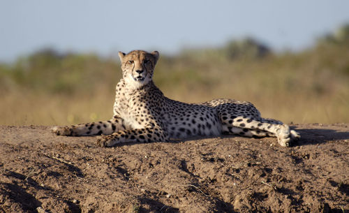 Cheetah lying on field at forest