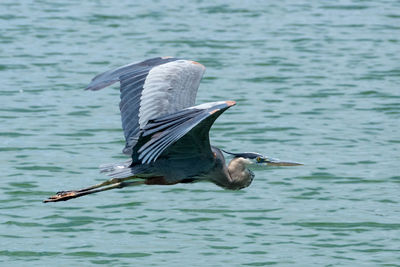 Gray heron flying over water