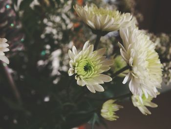 Close-up of flowers blooming outdoors